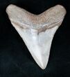Beautiful Megalodon Tooth - Georgia #12185-1